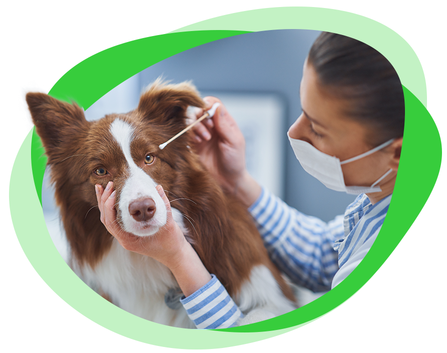 profilaktyka i leczenie ogolne zwierzat